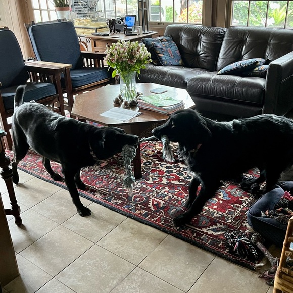 Pics and a little about me🌷VET BILLS ARE PILING UP! MAKE OFFERS PLEASE!🙏🏼🙏🏼🙏🏼 - Picture 12 of 16